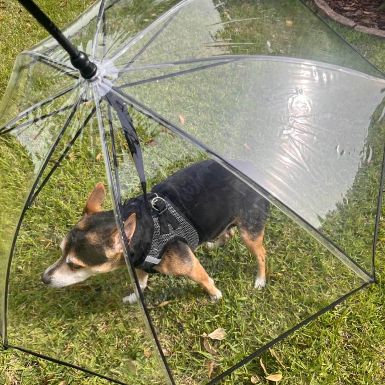 Clear Dog Umbrella with Adjustable Leash for Small Dogs - Waterproof Rain Protection for Outdoor Walks